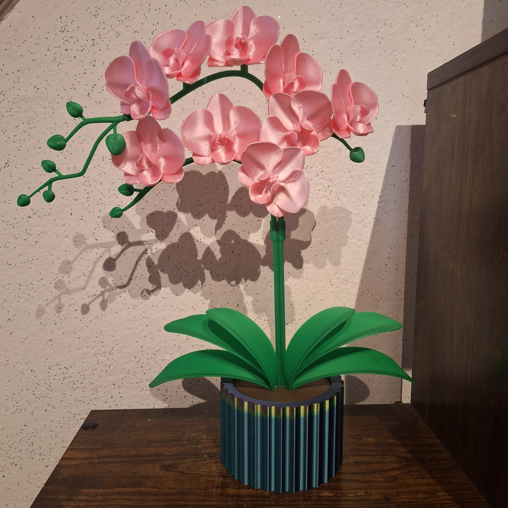 Schmetterlings Orchidee