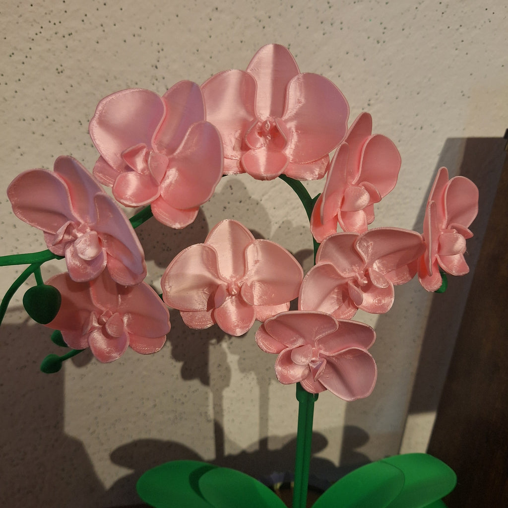 Schmetterlings Orchidee